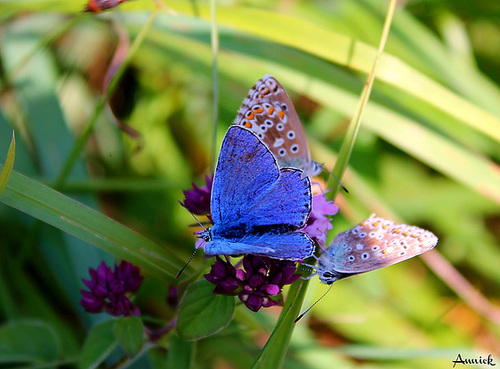 TRIO BLEU ****