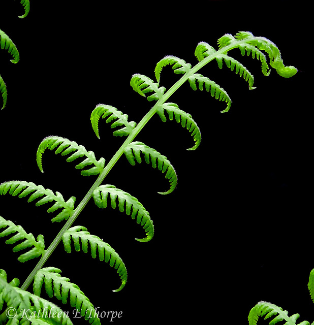 Swamp Fern Eureka Springs 032613