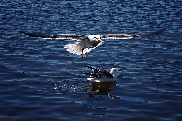 overflying