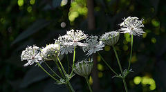 Astrantia major 'shaggy' DSC 0166