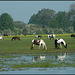 Port Meadow ponies