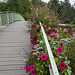 un petit pont de bois