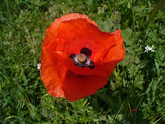 Coquelicot !