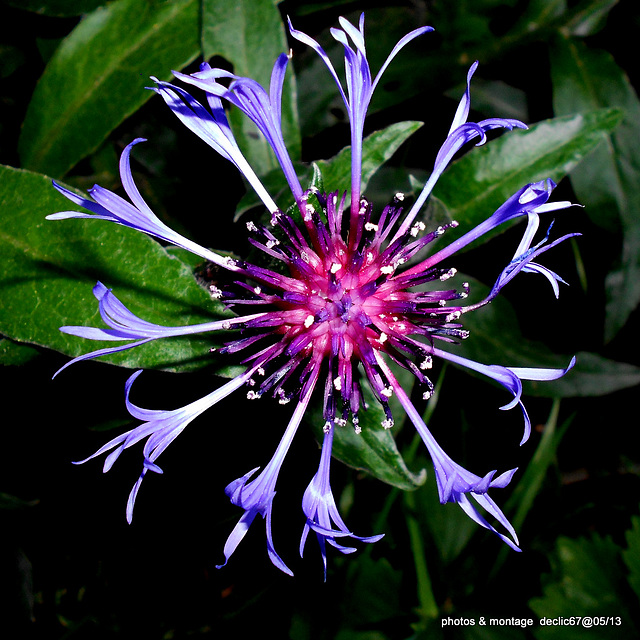 Centaurea cyanus. dit Bleuets