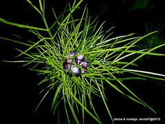 Nigelle de Damas  en bouton