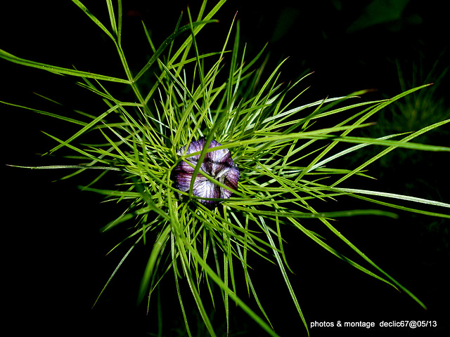 Nigelle de Damas  en bouton