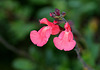 Salvia grahami