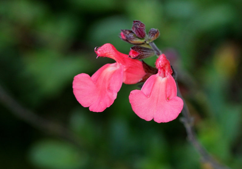 Salvia grahami