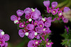 Statice sinuata