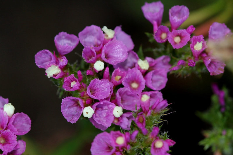 Statice sinuata
