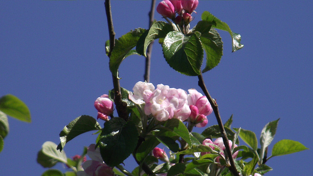 Apple blossom