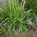 Eryngium agavifolium