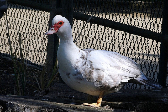 Canard de Barbarie