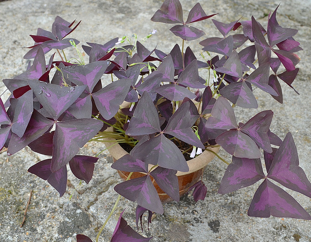 Oxalis triangularis DSC 0215