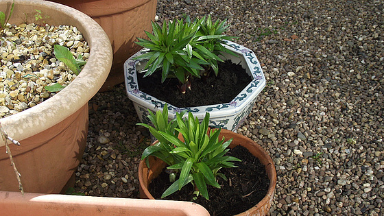 New lilies being potted out