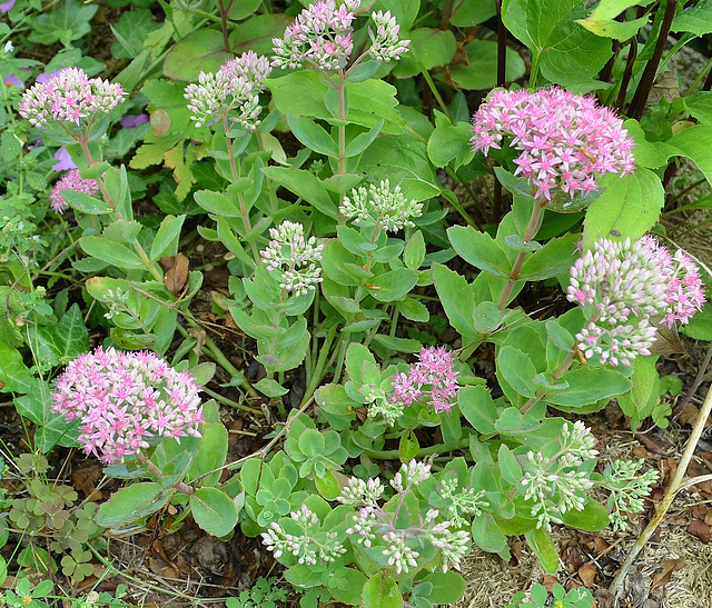 Sedum 'carl' DSC 0232