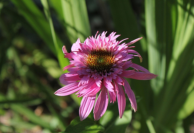 Echinacea double  (2)