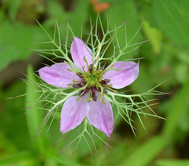 Nigelle DSC 0237