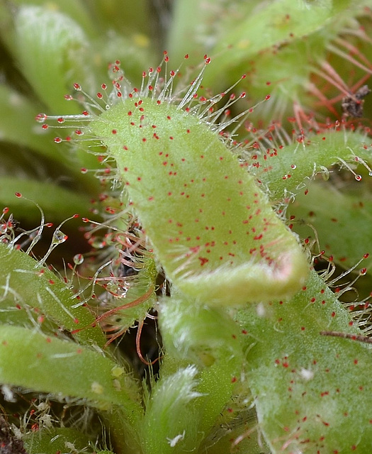Drosera aliciae DSC 0247