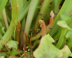 Sarracenia hybride DSC 0249