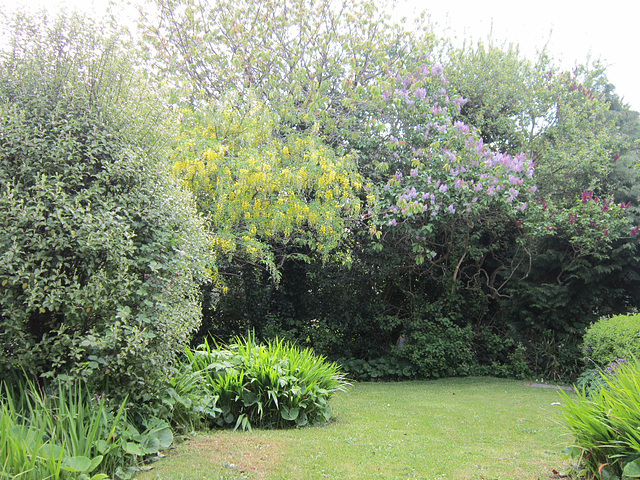 My garden this afternoon (19/5/13)