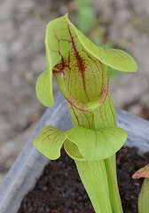 Sarracenia hybride DSC 0251