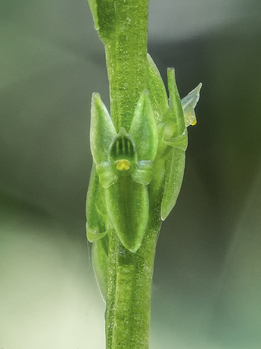 Malaxis paludosa (Bog Adder's-mouth orchid)