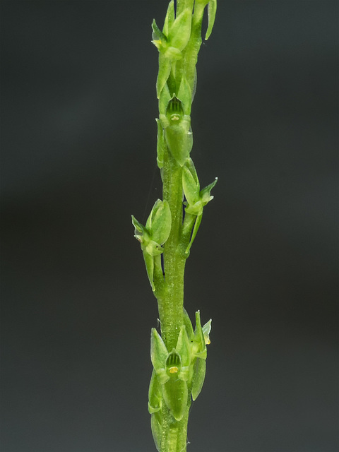 Malaxis paludosa (Bog Adder's-mouth orchid)