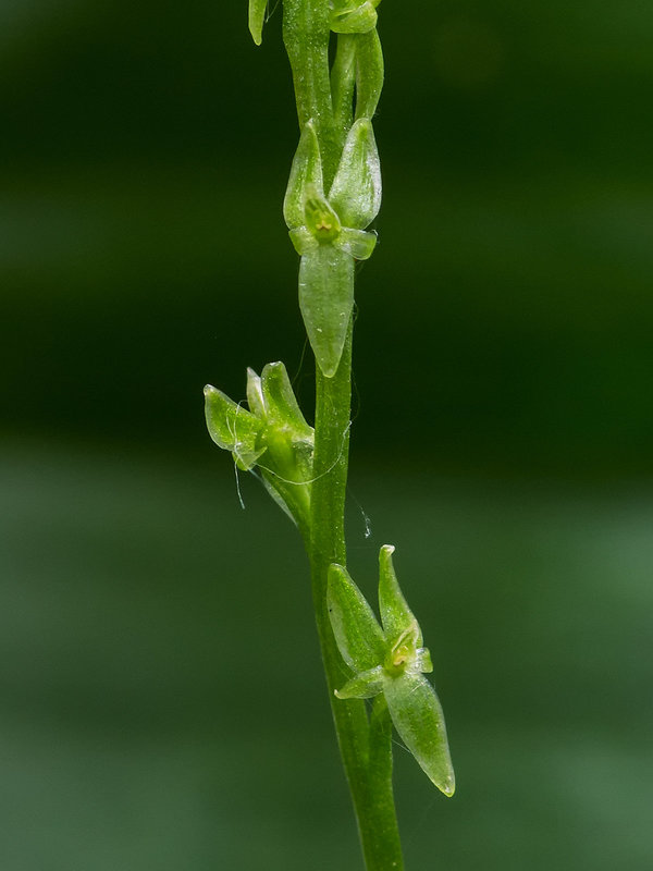 Malaxis paludosa (Bog Adder's-mouth orchid)