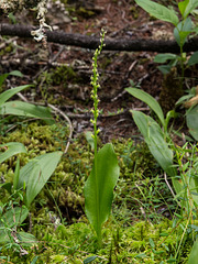 Malaxis brachypoda (White Adder's-mouth orchid)