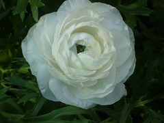 Rosa blanca JJ