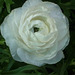 Rosa blanca JJ