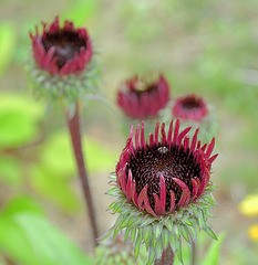 Echinacea 'fatal attraction' DSC 0109