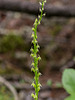 Malaxis monophyllos (White Adder's-mouth orchid)