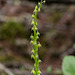 Malaxis monophyllos (White Adder's-mouth orchid)