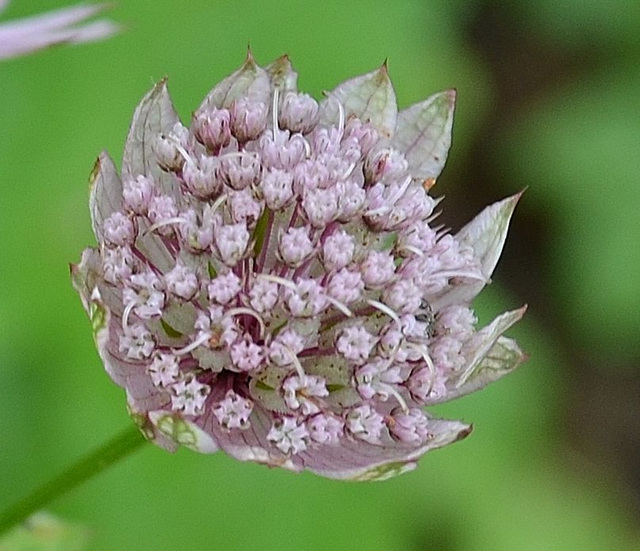 Astrantia major DSC 0111