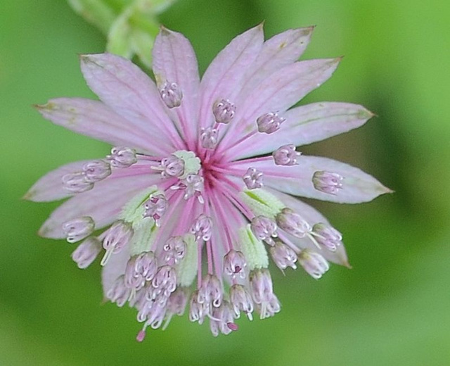 Astrantia major DSC 0112