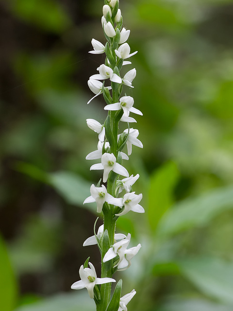 Platanthera dilatata var. dilatata (Scentbottle orchid)
