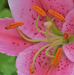Lys DSC 0123