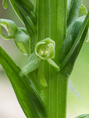 Platanthera huronensis (Huron Green orchid)