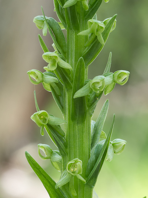 Platanthera huronensis (Huron Green orchid)