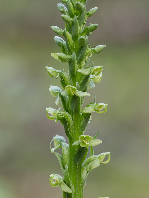 Platanthera huronensis (Huron Green orchid)