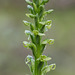 Platanthera huronensis (Huron Green orchid)