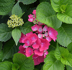 Hortensia DSC 0141