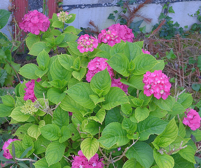 Hortensia DSC 0142