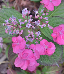 Hydrangea x santiago DSC 0144