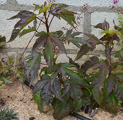 Hibiscus x moscheutos Summer Storm DSC 0147