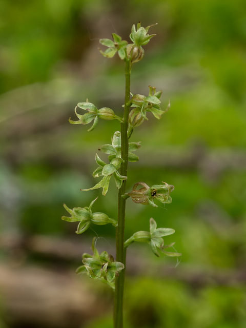 Neottia cordata (Heart-leaved Twayblade orchid)