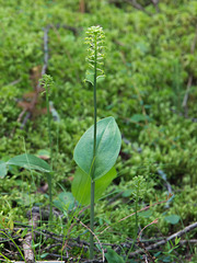 Malaxis unifolia (Green Adder's-mouth orchid)