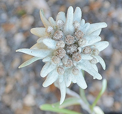Leontopodium alpinum 'Matterhorn' DSC 0156